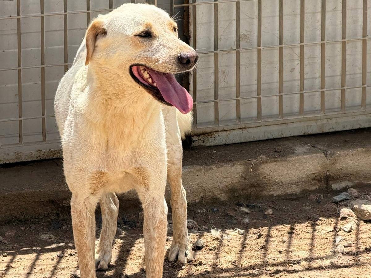 Adotta un cane, taglia grande, maschio, Sassari