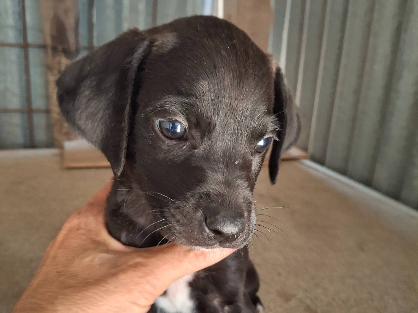 Adotta un cane, maschio, 2 mesi, Benevento