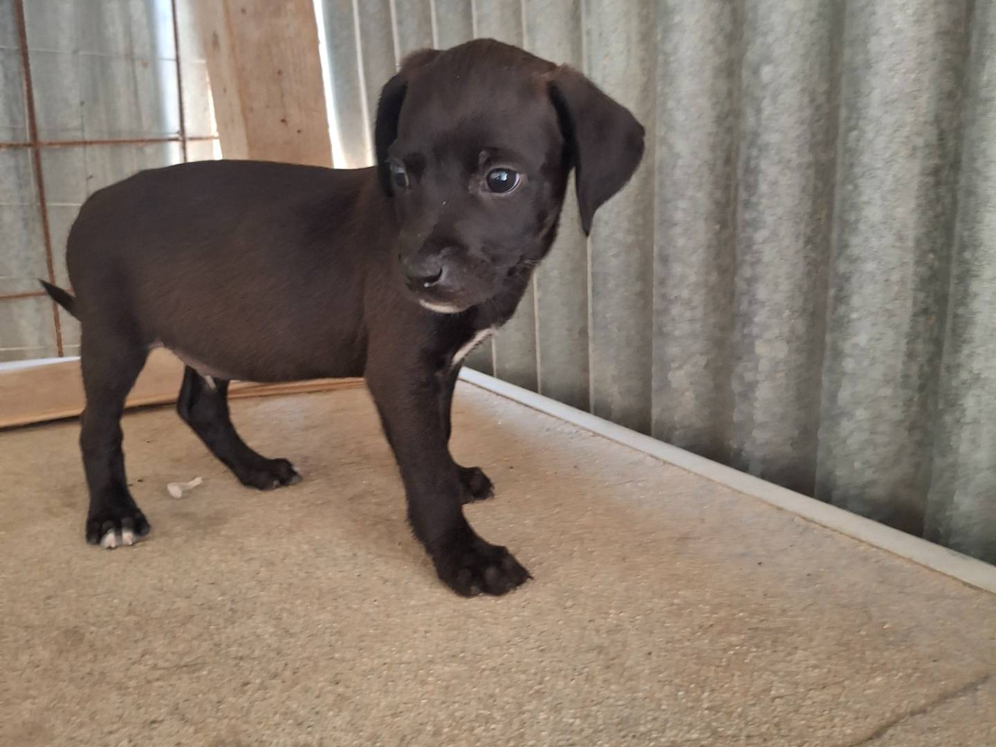 Adotta un cane, taglia media contenuta, maschio, Benevento