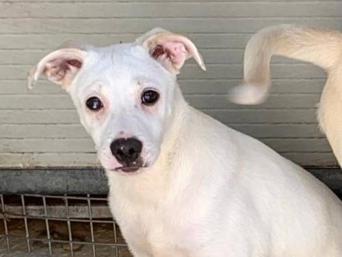 Adozione cane, maschio, Razza sconosciuta Razza sconosciuta, 3 mesi, taglia media contenuta, Cosenza