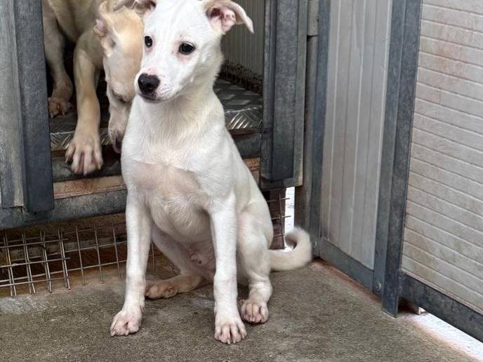 Adotta un cane, maschio, 3 mesi, Cosenza