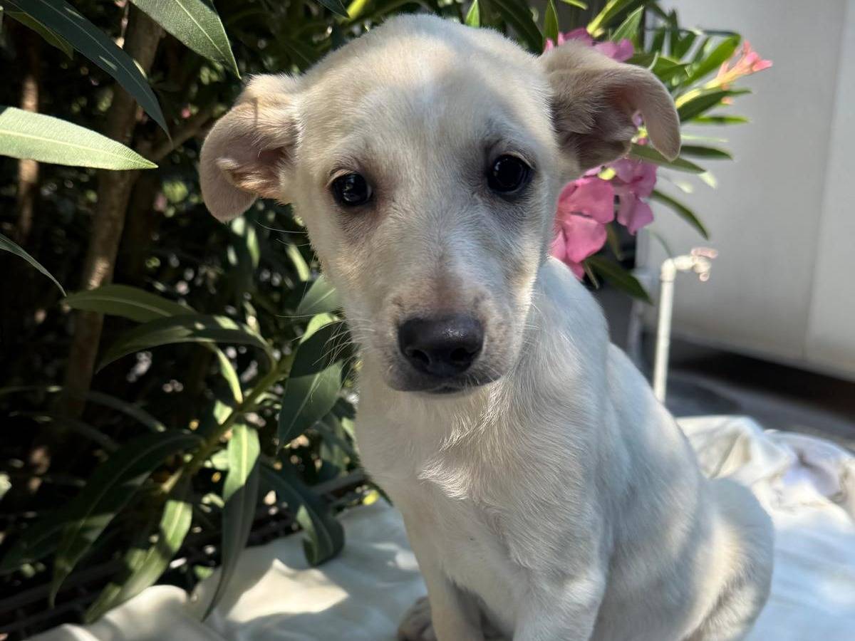 Vuoi adottare un cane a Cosenza?