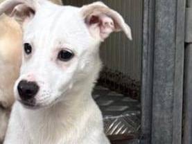 Adotta un cane, taglia media contenuta, maschio, Cosenza