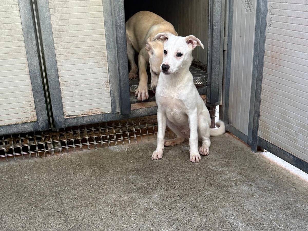 Vuoi adottare un cane a Cosenza?