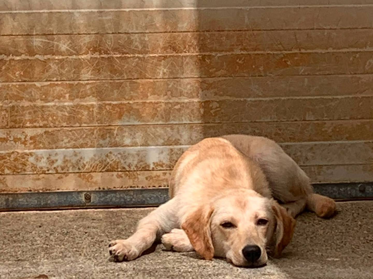 Adotta il cane Elen  a Cosenza