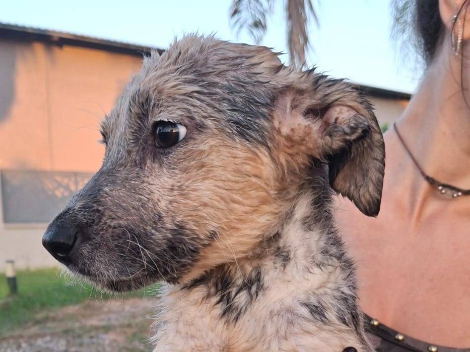 Adotta un cane, femmina, 2 mesi, Crotone