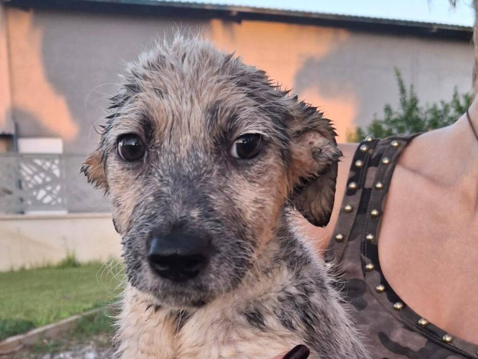 Adozione cane, femmina, Razza sconosciuta Razza sconosciuta, 2 mesi, taglia media, Crotone
