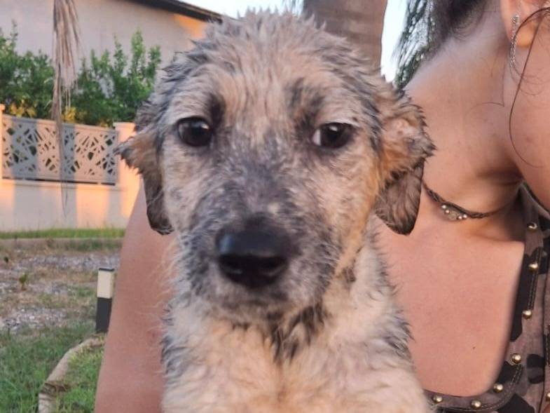 Adotta un cane, taglia media, femmina, Crotone