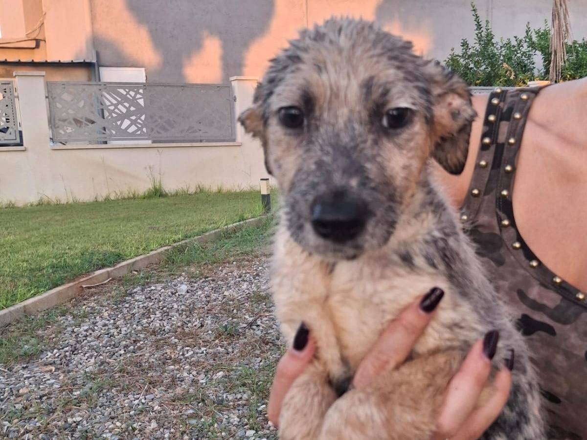 Vuoi adottare un cane a Crotone?