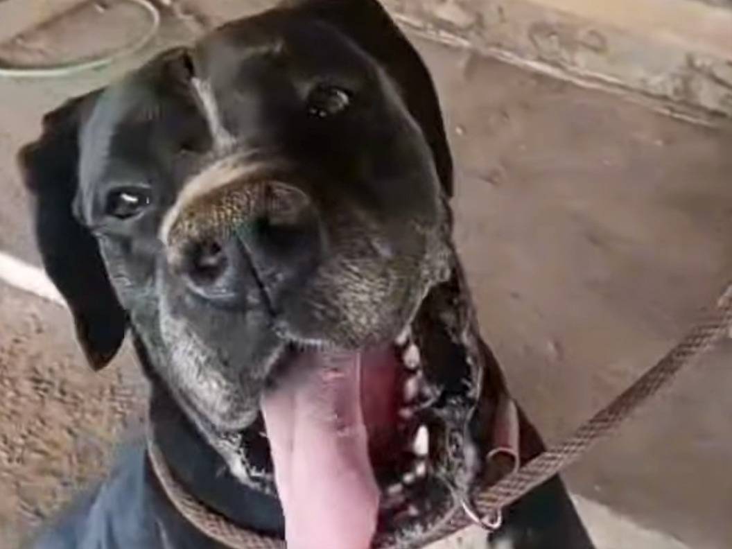 Adozione cane, maschio, Alano Razza sconosciuta, 2 anni e 2 mesi, taglia gigante, Roma