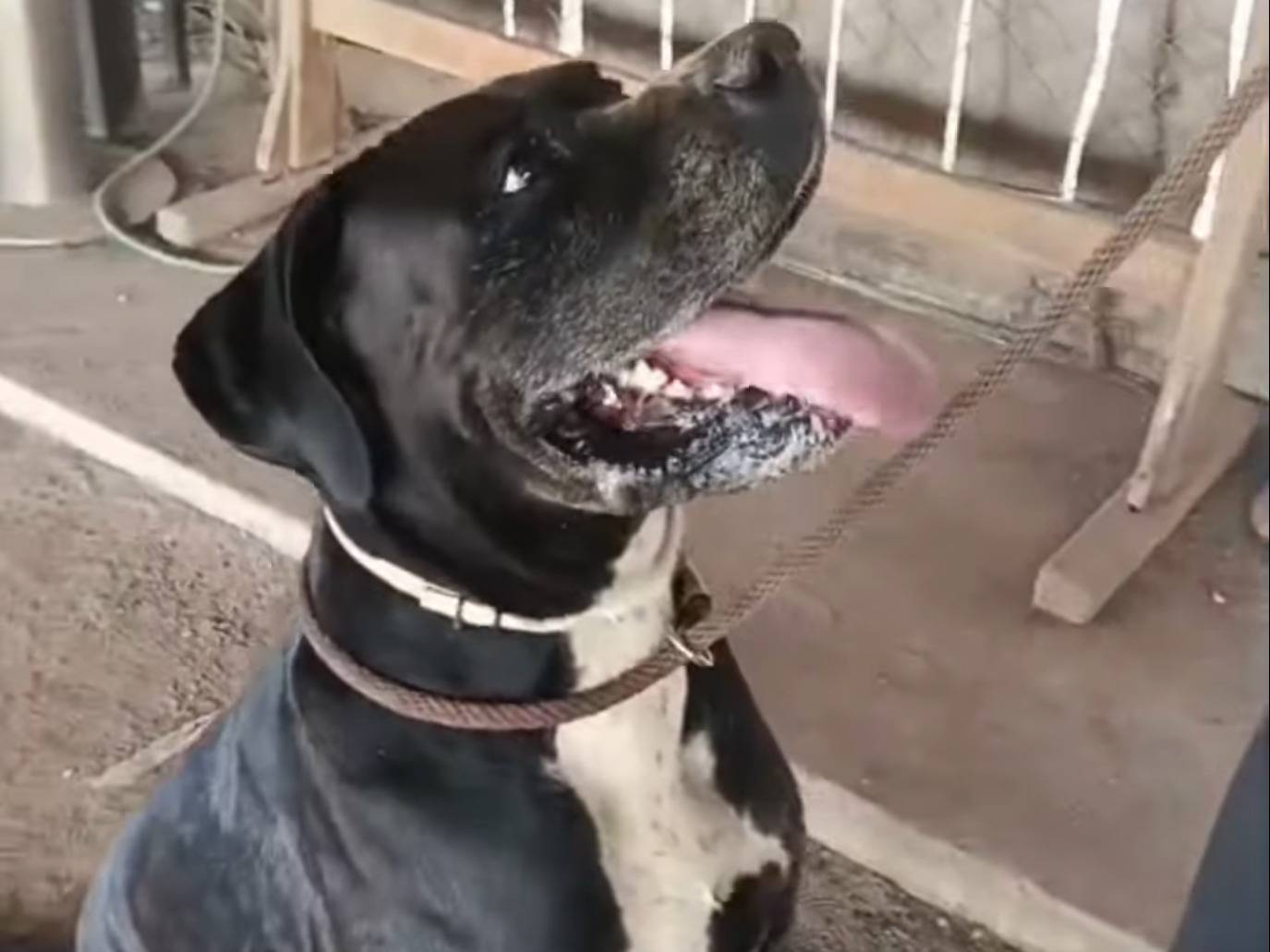 Adotta un cane, maschio, 2 anni e 2 mesi, Roma