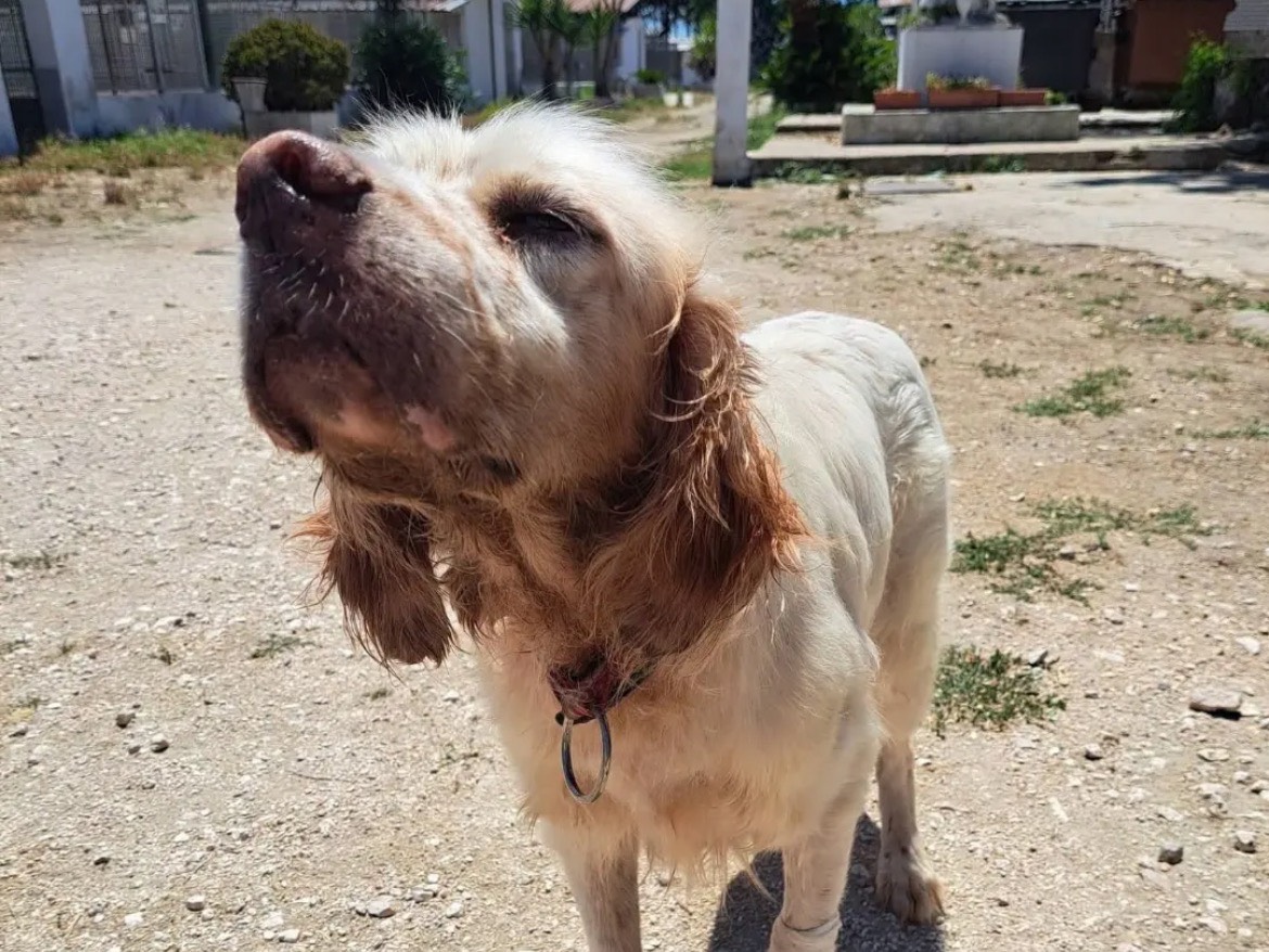 Adozione cane, maschio, Setter Inglese Razza sconosciuta, 7 anni e 6 mesi, taglia media, Caserta