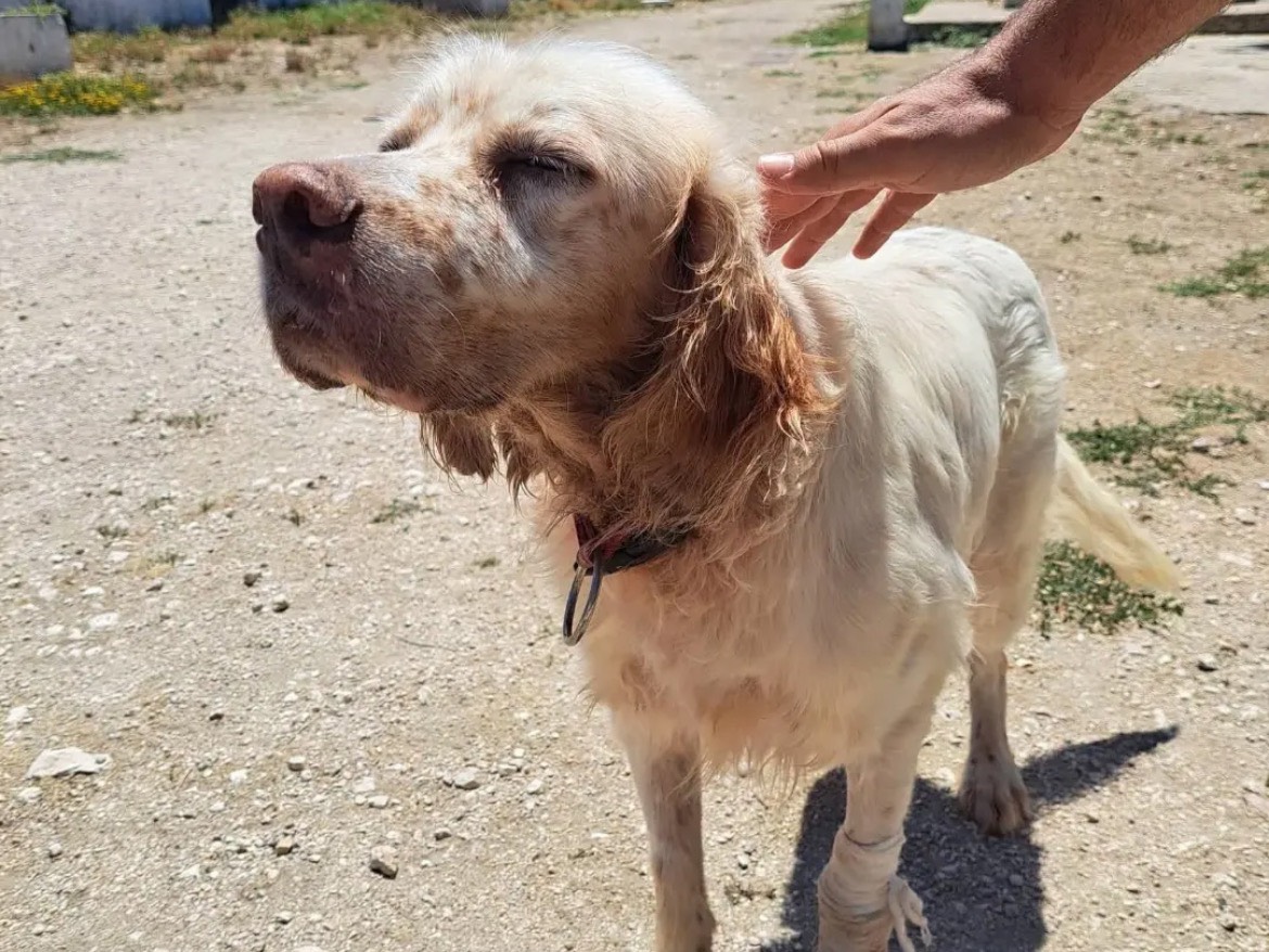Adotta un cane, maschio, 7 anni e 6 mesi, Caserta