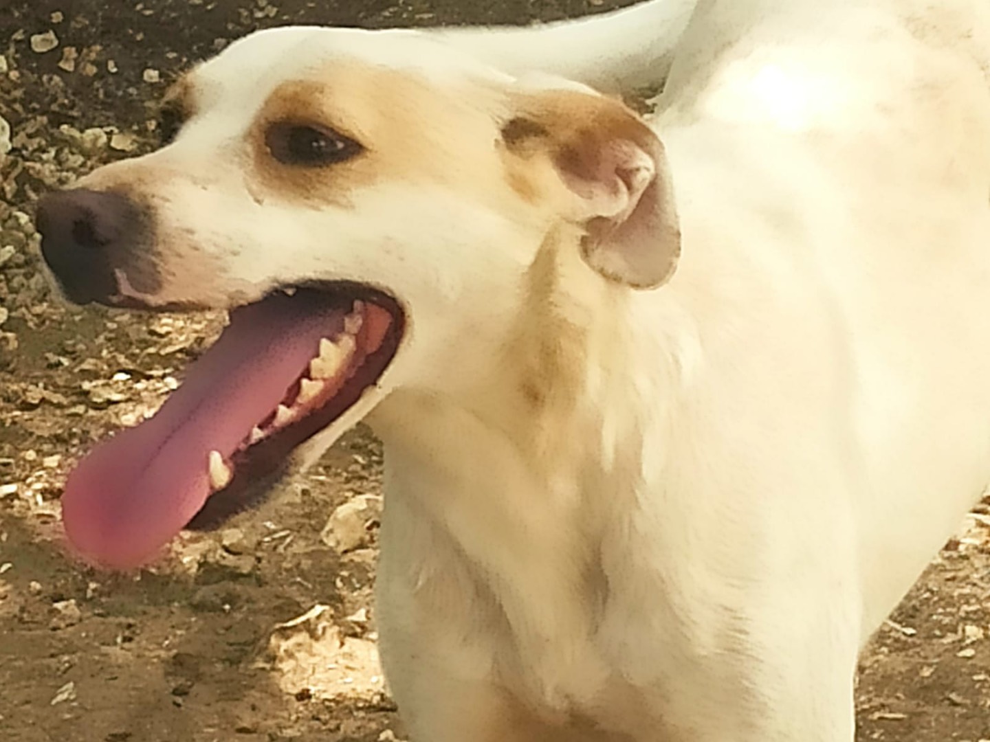 Vuoi adottare un cane a Roma?