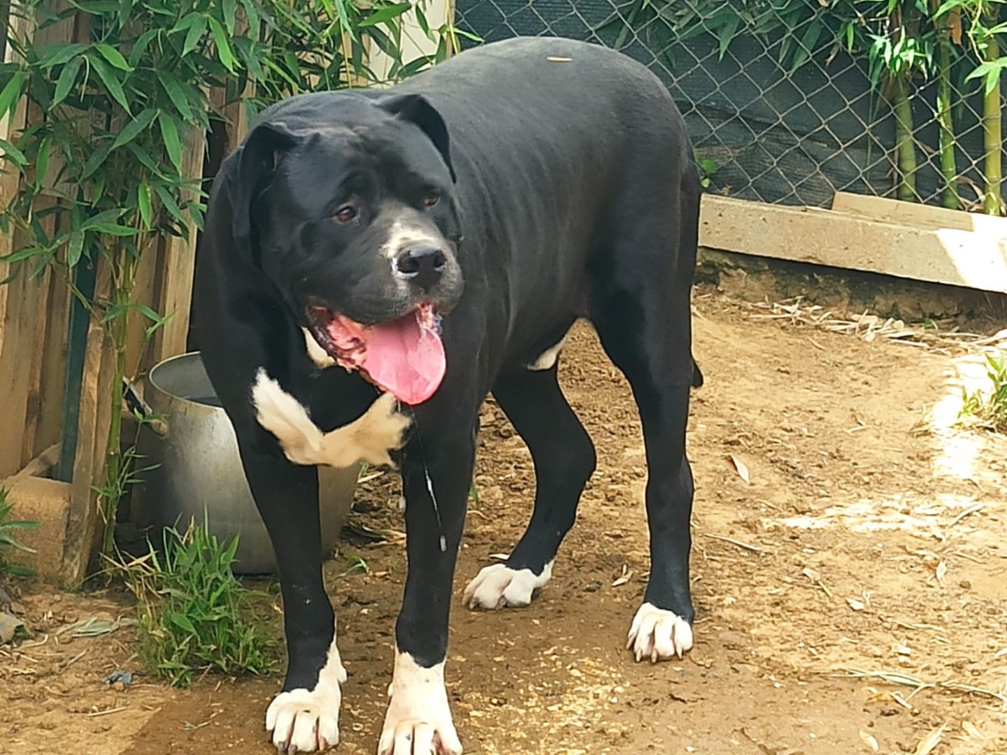 Adozione cane, maschio, Corso Razza sconosciuta, 10 anni e 3 mesi, taglia gigante, Roma