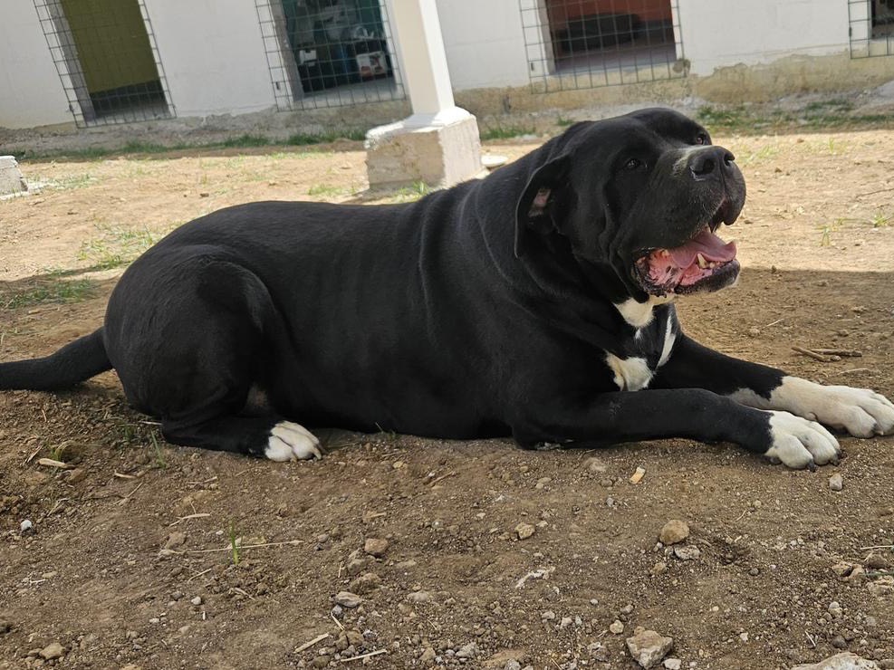 Adotta un cane, maschio, 10 anni e 3 mesi, Roma