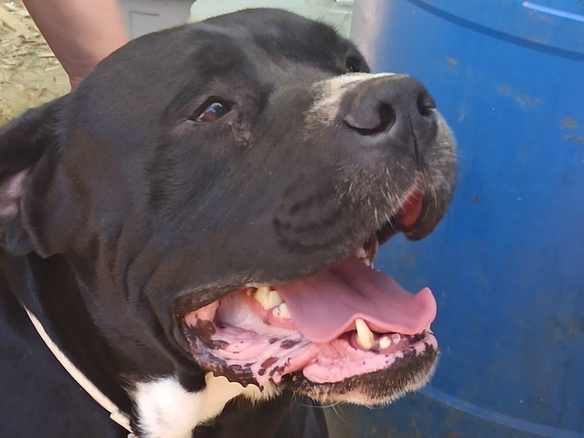 Adotta un cane, taglia gigante, maschio, Roma