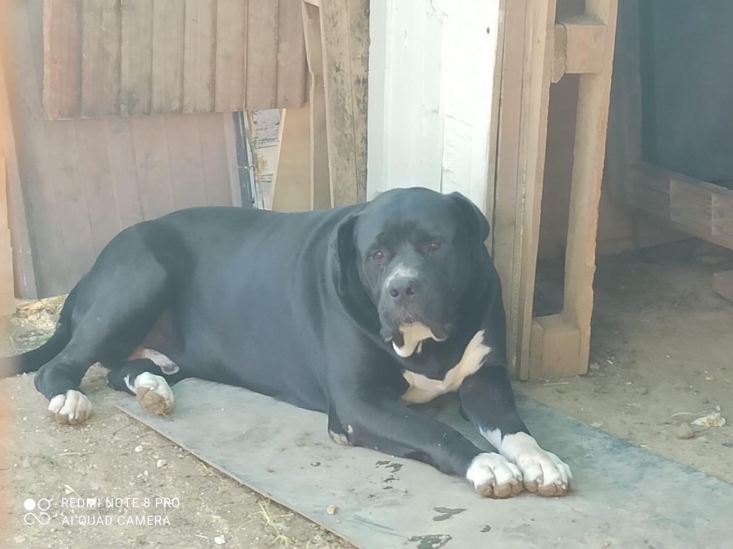 Vuoi adottare un cane a Roma?