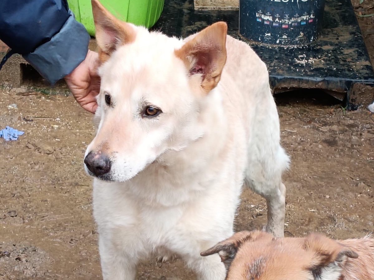 Adotta il cane Billi a Roma