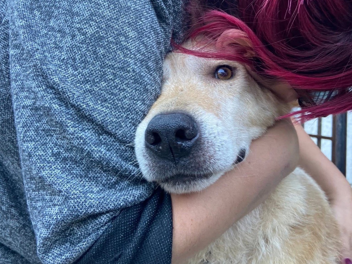 Vuoi adottare un cane a Roma?