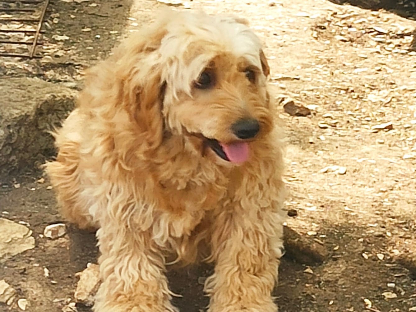 Foto 1 dell'animale
