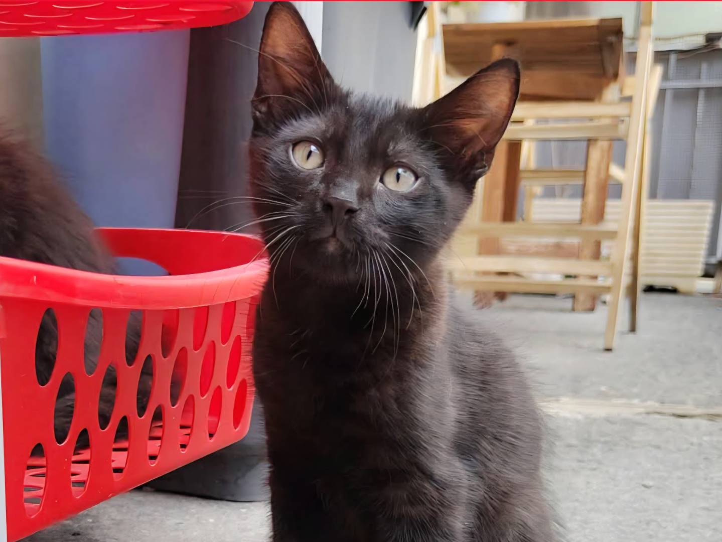 Adozione gatto, maschio, Razza sconosciuta Razza sconosciuta, 3 mesi, taglia non valida, Torino