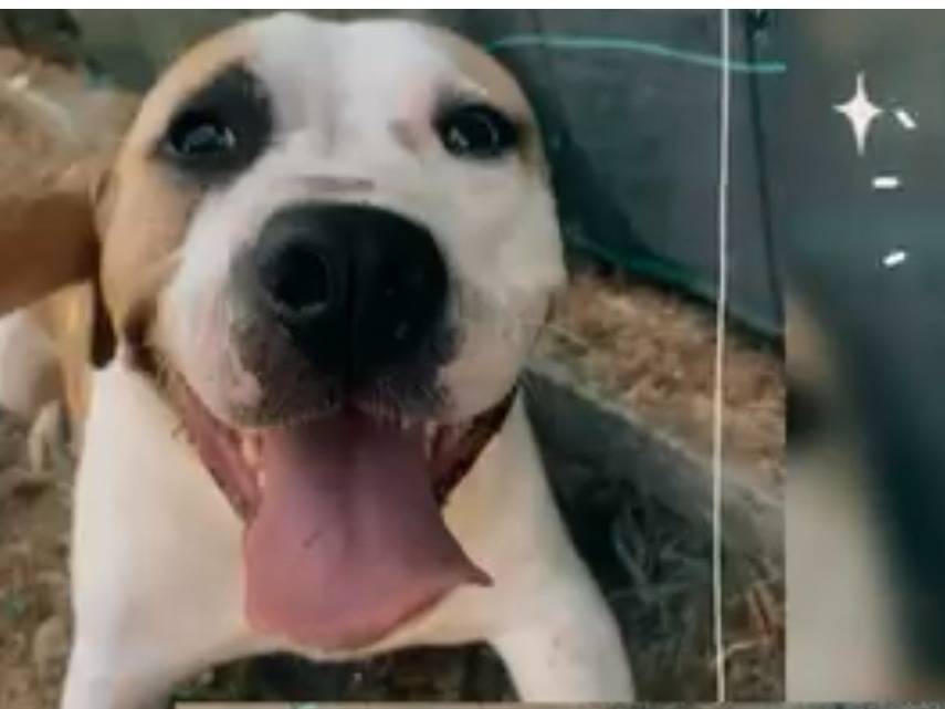 Adozione cane, femmina, Pitbull Razza sconosciuta, 4 anni e 1 mese, taglia grande, Novara