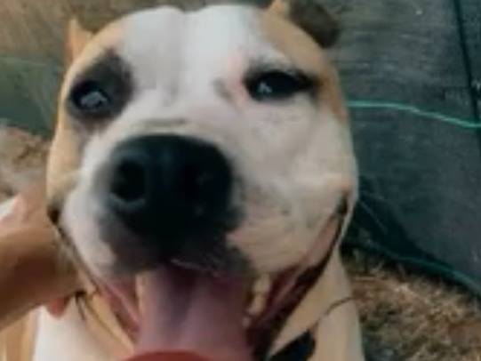 Adotta un cane, femmina, 4 anni e 1 mese, Novara