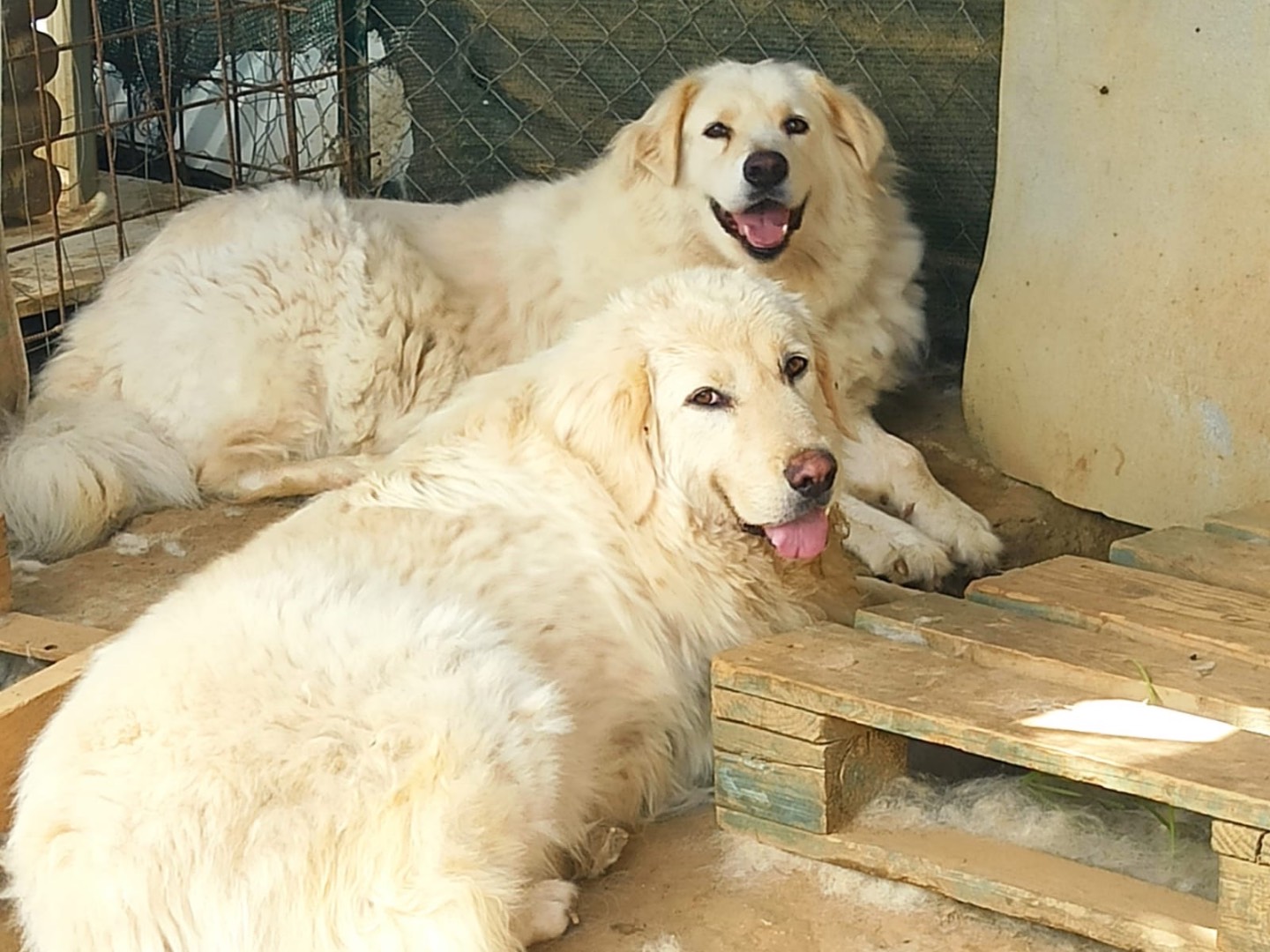 Adozione cane, femmina, Pastore maremmano Razza sconosciuta, 4 anni e 3 mesi, taglia grande, Roma