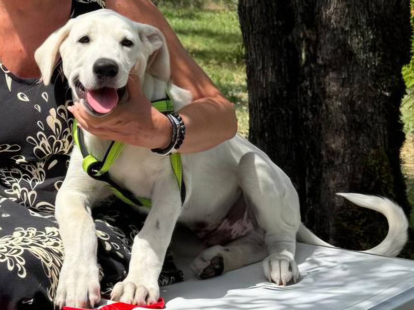 Adozione cane, maschio, Pastore maremmano Razza sconosciuta, 5 mesi, taglia grande, Terni