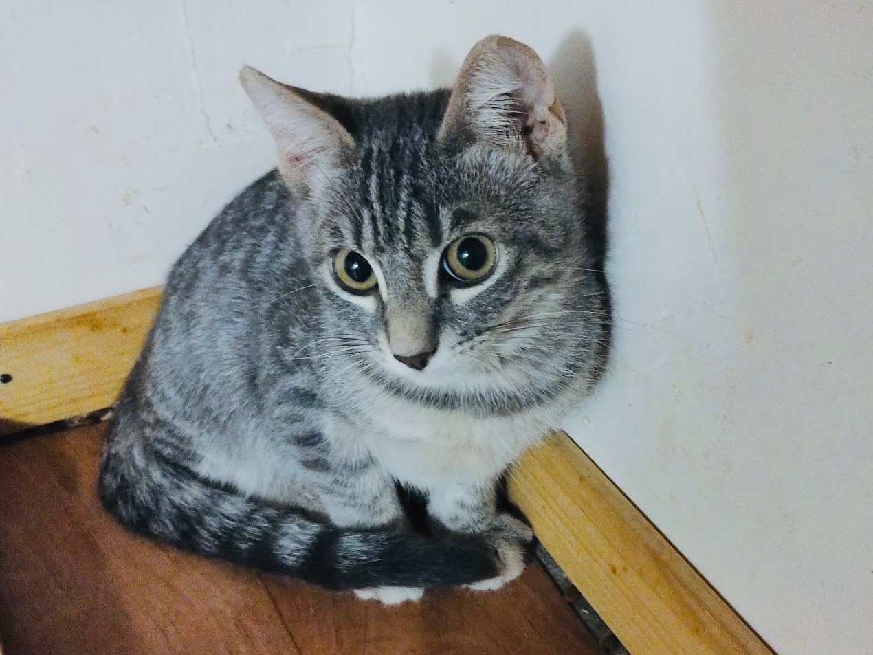 Adozione gatto, femmina, Razza sconosciuta Razza sconosciuta, 3 mesi, taglia non valida, Roma