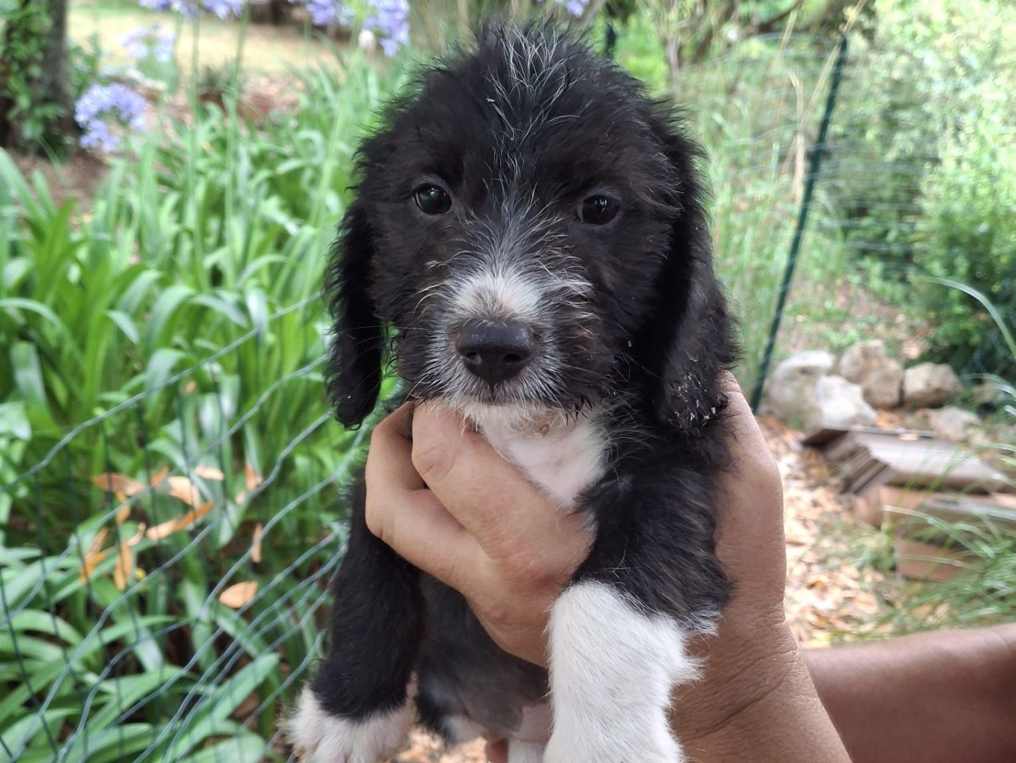 Adozione cane, maschio, Razza sconosciuta Razza sconosciuta, 2 mesi, taglia piccola, Latina