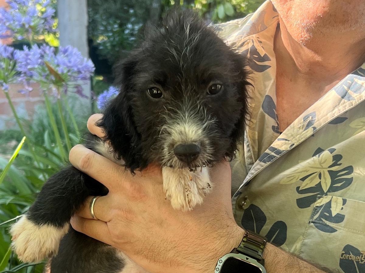 Adotta un cane, maschio, 2 mesi, Latina
