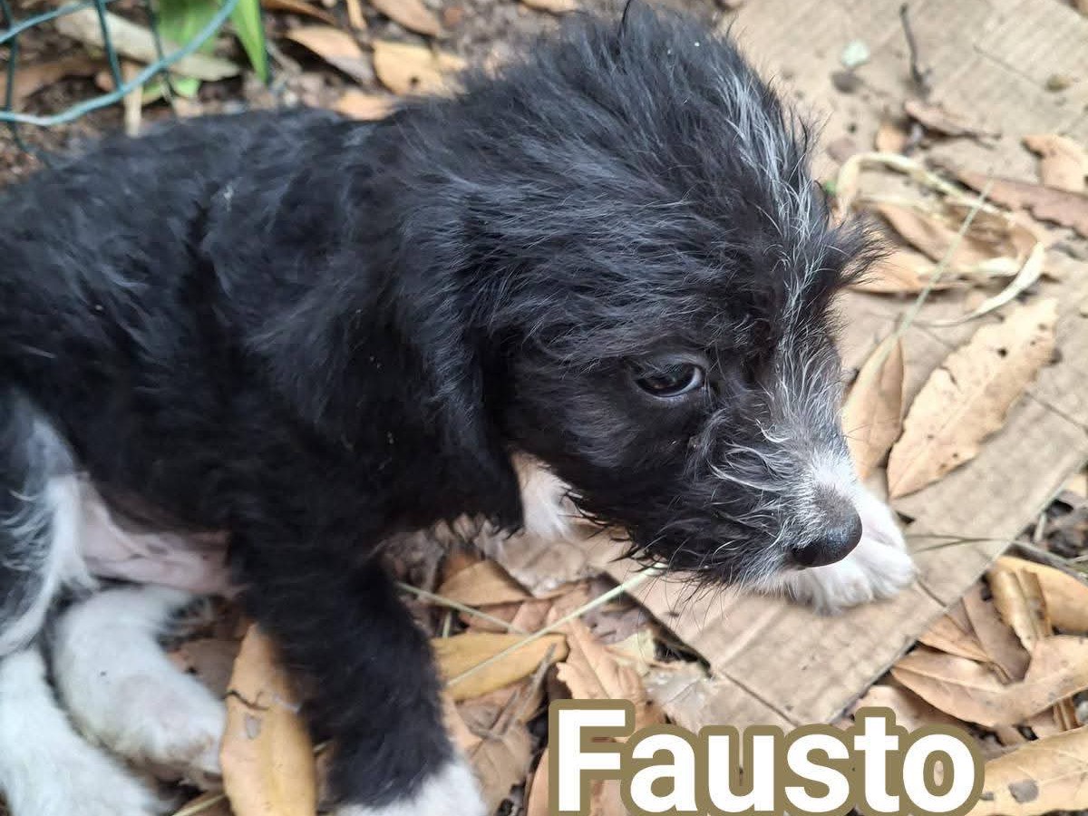 Adotta un cane, taglia piccola, maschio, Latina