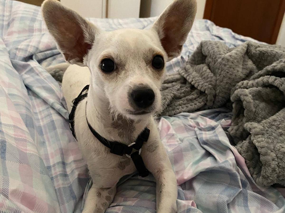 Adotta un cane, maschio, 6 mesi, Cagliari