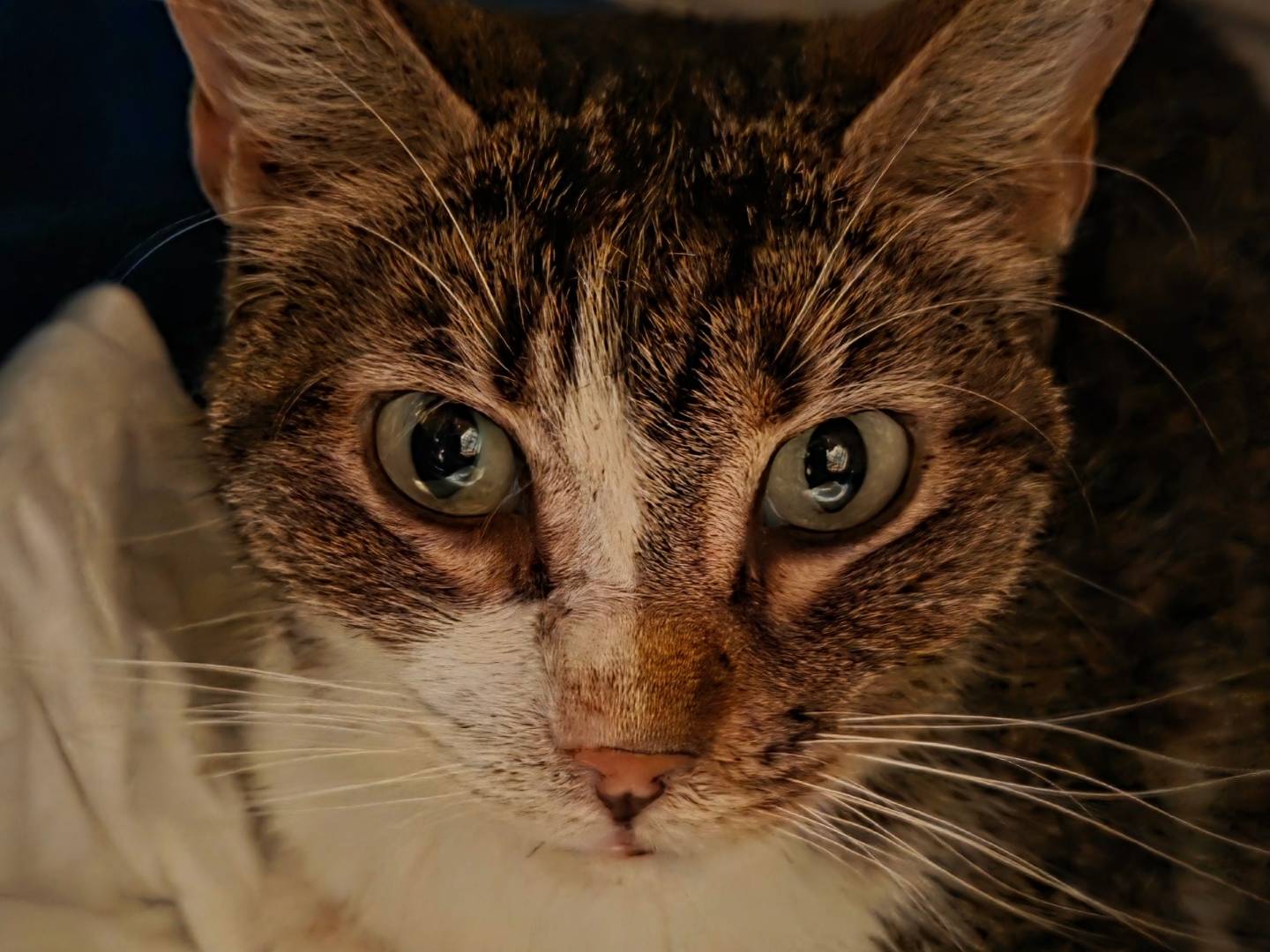 Adozione gatto, femmina, Razza sconosciuta Razza sconosciuta, 4 anni e 3 mesi, taglia non valida, Roma