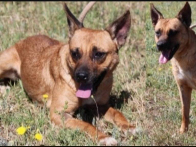 Adozione cane, femmina, Razza sconosciuta Razza sconosciuta, 8 anni e 10 mesi, taglia piccola, Roma