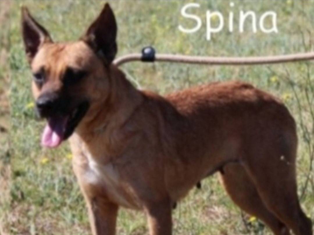 Adotta un cane, femmina, 8 anni e 10 mesi, Roma