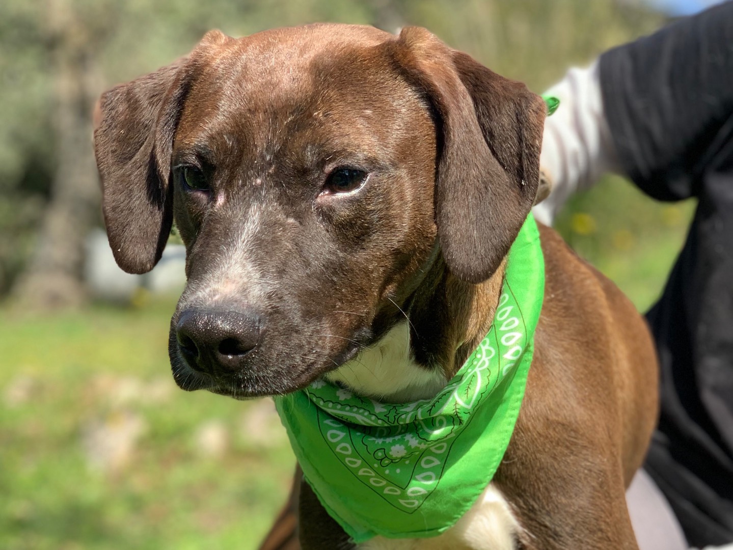 Adozione cane, femmina, Razza sconosciuta Razza sconosciuta, 2 anni e 10 mesi, taglia media, Latina