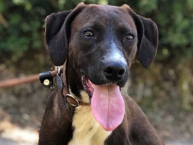 Adotta un cane, femmina, 2 anni e 10 mesi, Latina