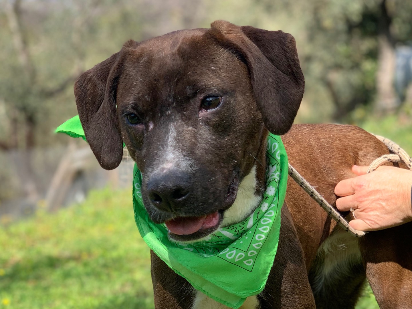 Adotta il cane Menta  a Latina