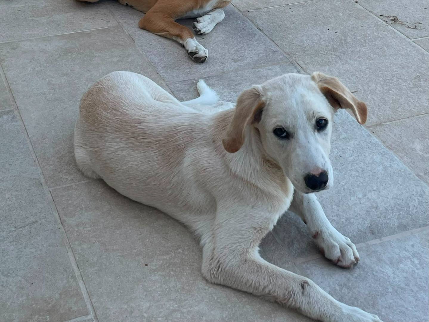 Adozione cane, maschio, Razza sconosciuta Razza sconosciuta, 5 mesi, taglia media, Varese