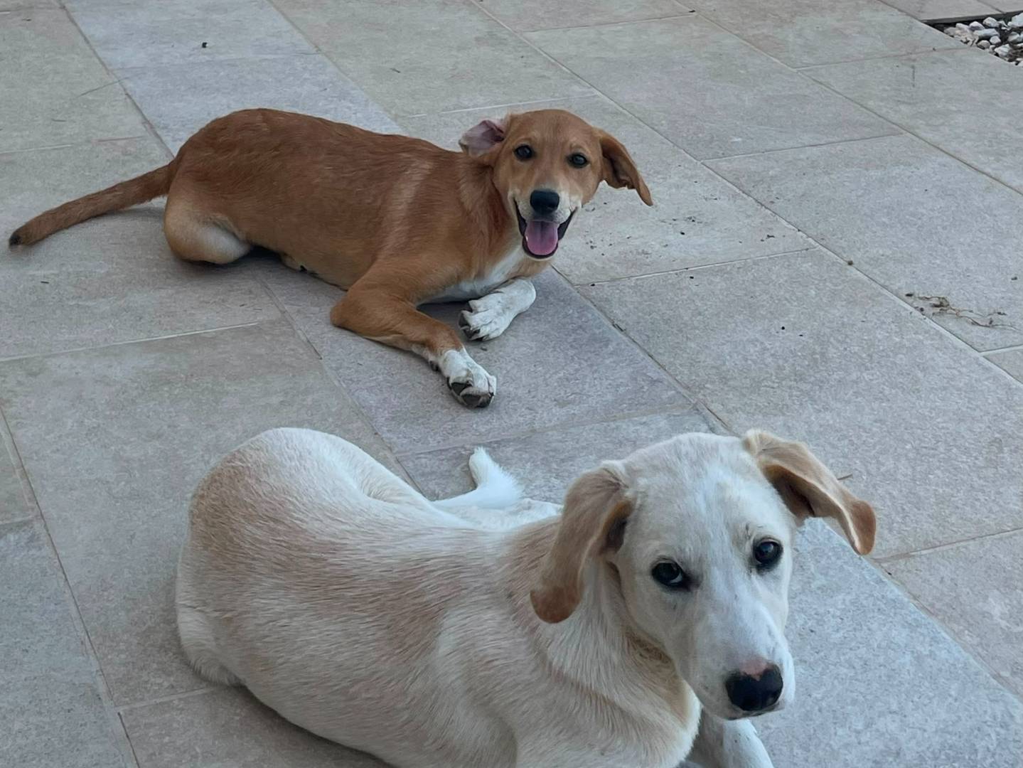 Adotta un cane, maschio, 5 mesi, Varese