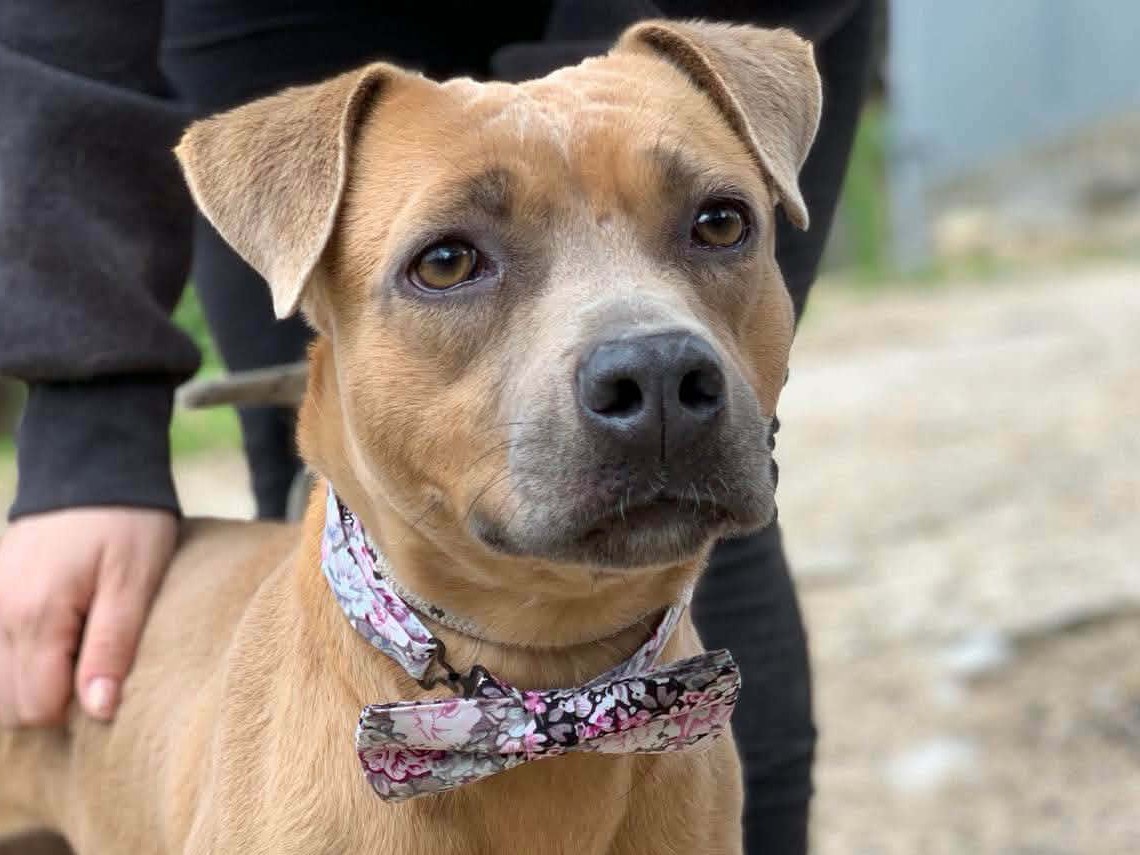 Adozione cane, femmina, Razza sconosciuta Razza sconosciuta, 2 anni e 10 mesi, taglia media, Latina
