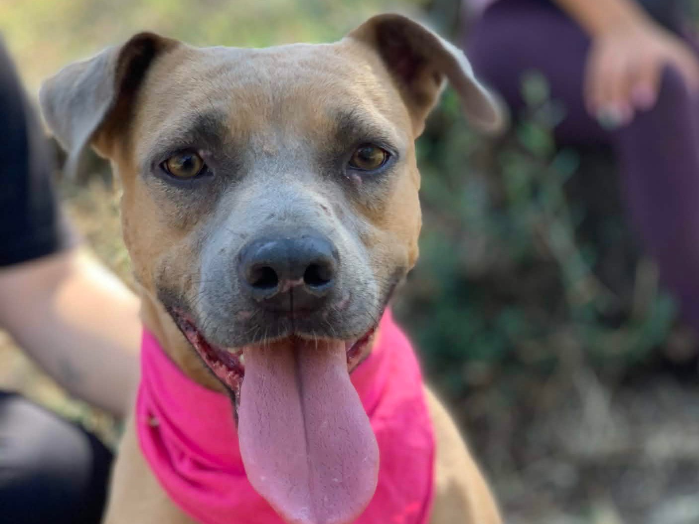 Adotta un cane, femmina, 2 anni e 10 mesi, Latina