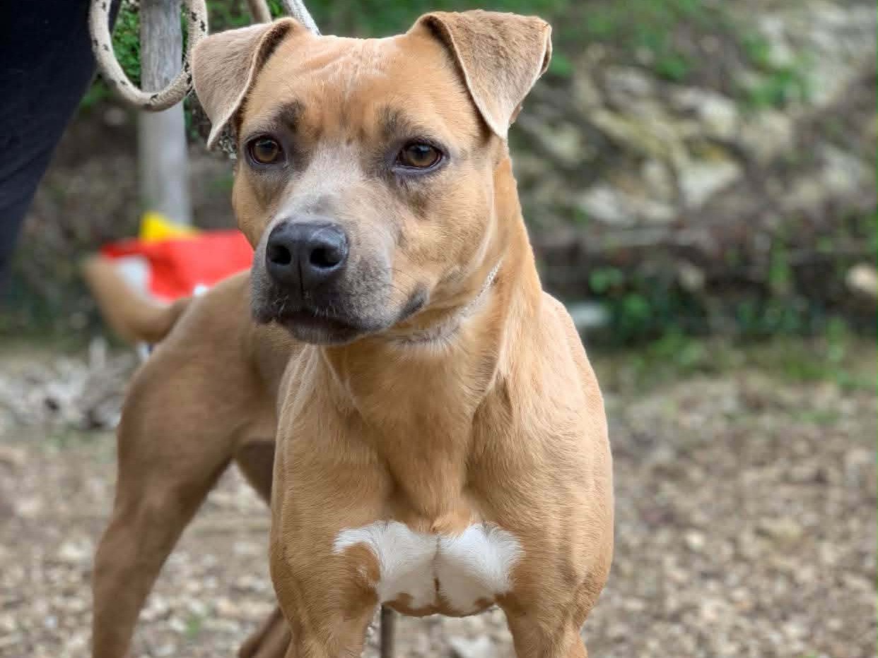 Adotta un cane, taglia media, femmina, Latina