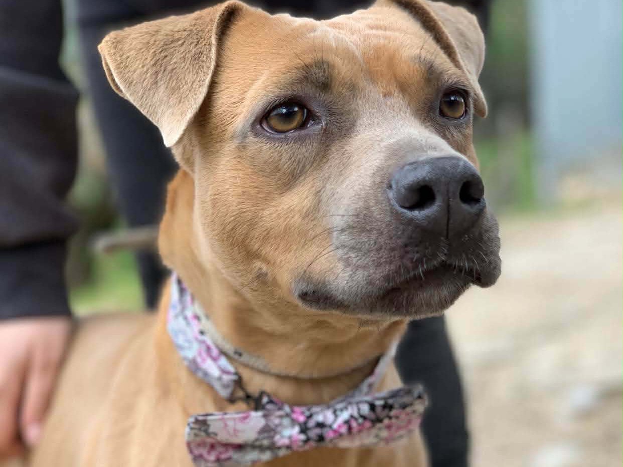 Adotta il cane Jane a Latina