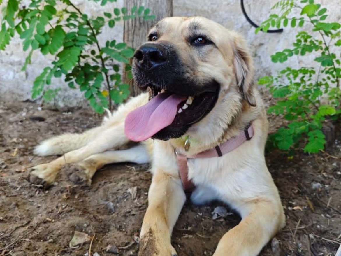 Adotta un cane, femmina, 1 anno e 1 mese, Caserta