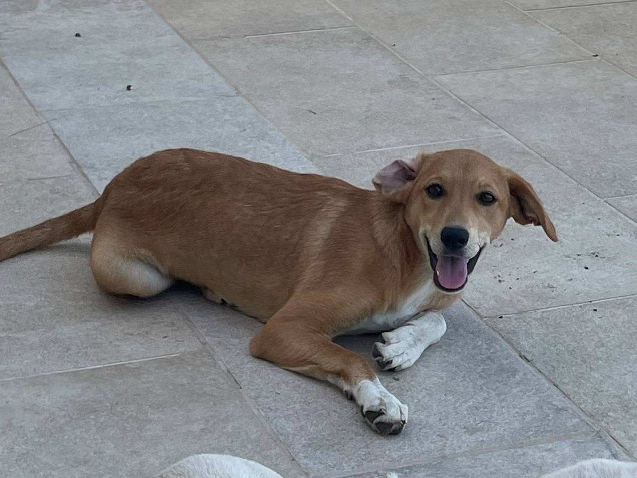 Adozione cane, femmina, Razza sconosciuta Razza sconosciuta, 5 mesi, taglia media, Varese