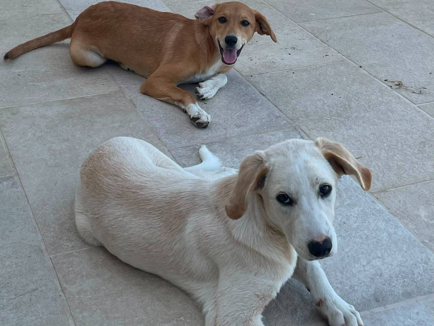Adotta un cane, femmina, 5 mesi, Varese